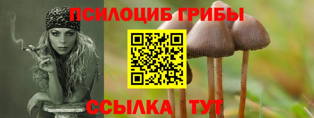 Галлюциногенные грибы Psilocybine cubensis Морозовск
